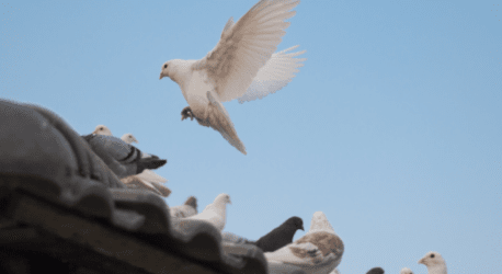 Promoção da Paz e da Justiça